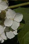 Oakleaf hydrangea